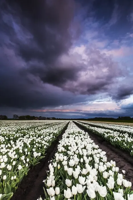Framed Print : Dutch tulip fields