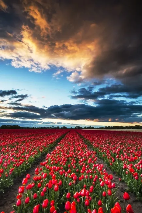 Framed Print : Dutch tulip fields