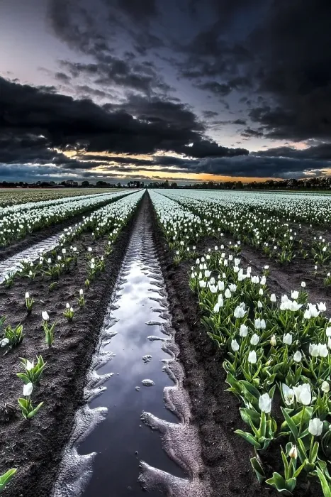 Framed Print : Dutch tulip fields Framed Print : Dutch tulip fields