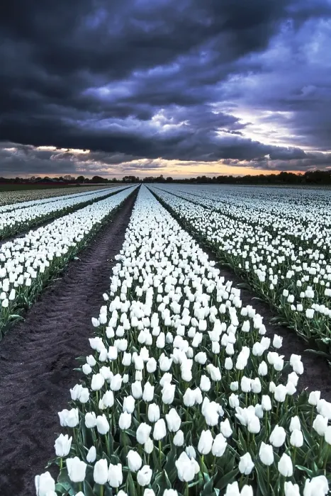 Framed Print : Dutch tulip fields