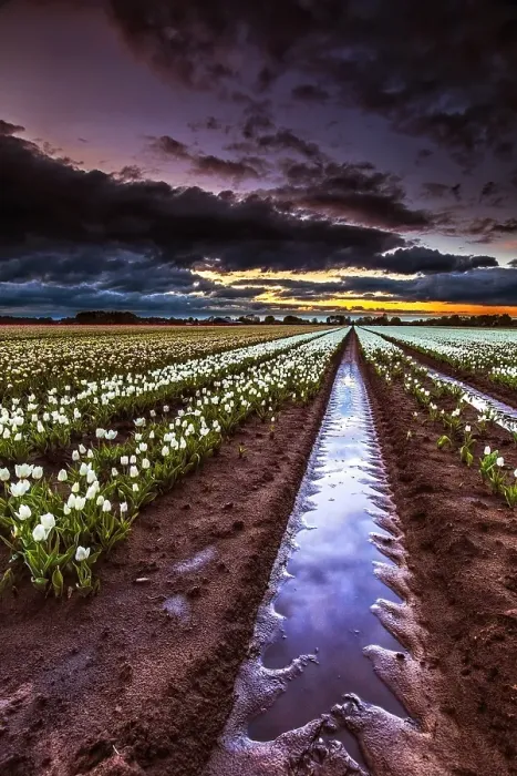 Framed Print : Dutch tulip fields