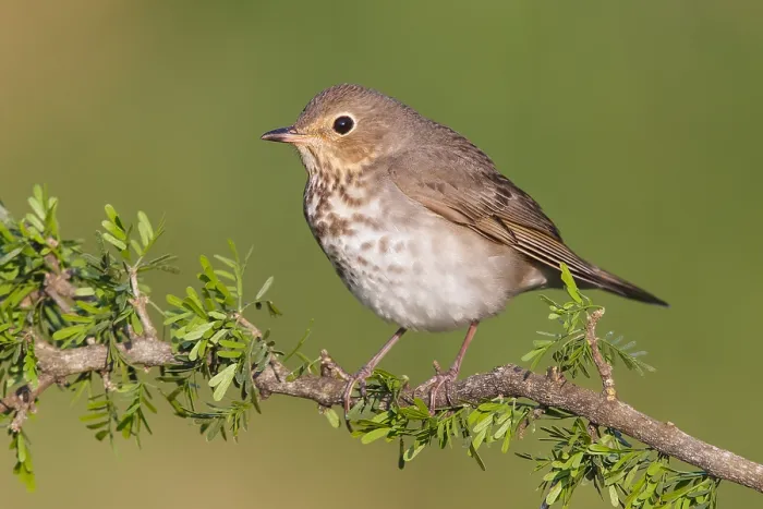 Framed Print : Dwerglijster, Swainson's Thrush, Catharus ustulatus