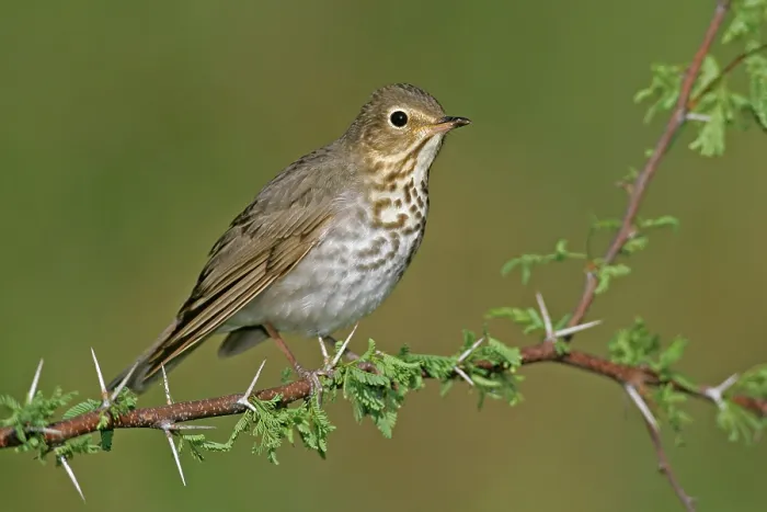 Framed Print : Dwerglijster, Swainson's Thrush, Catharus ustulatus