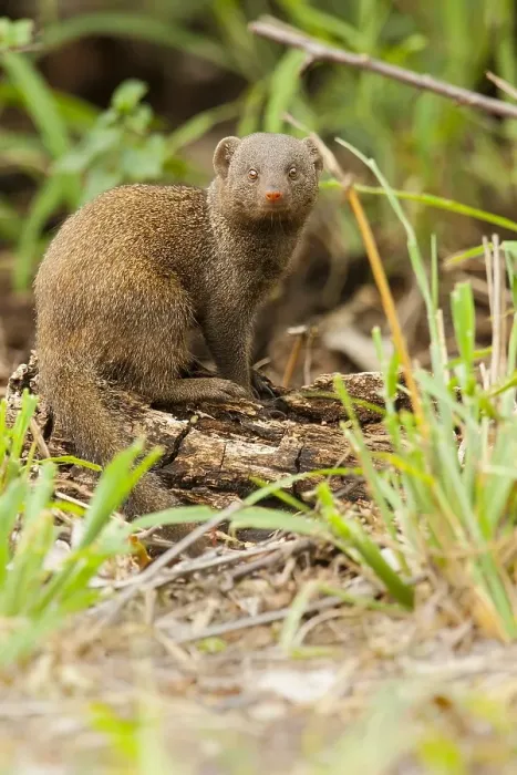 Framed Print : Dwergmangoest, Common Dwarf Mongoose, Helogale parvula
