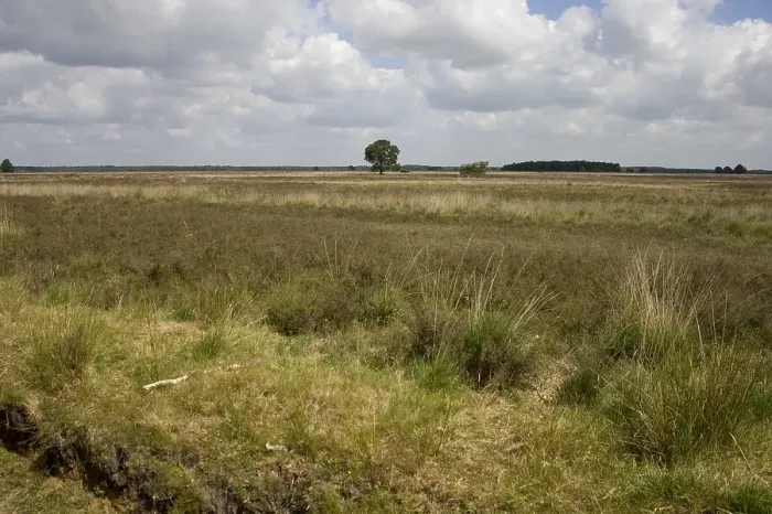 Framed Print : Dwingelderveld, Drenthe