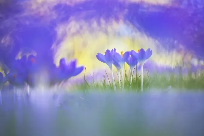 Framed Print : Early Crocus, Crocus tomassinianus Framed Print : Early Crocus, Crocus tomassinianus