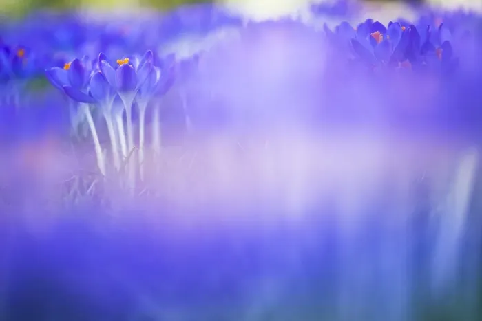 Framed Print : Early Crocus, Crocus tomassinianus