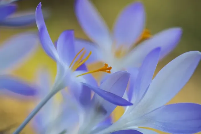 Framed Print : Early Crocus, Crocus tomassinianus