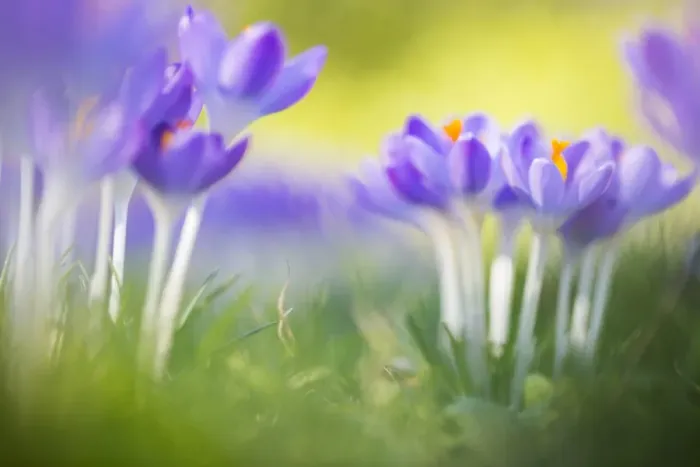 Framed Print : Early Crocus, Crocus tomassinianus