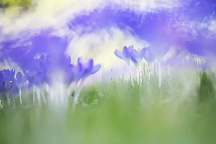 Framed Print : Early Crocus, Crocus tomassinianus
