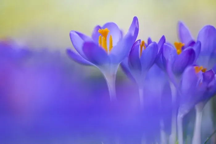 Framed Print : Early Crocus, Crocus tomassinianus Framed Print : Early Crocus, Crocus tomassinianus