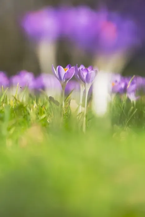 Framed Print : Early Crocus, Crocus tomassinianus