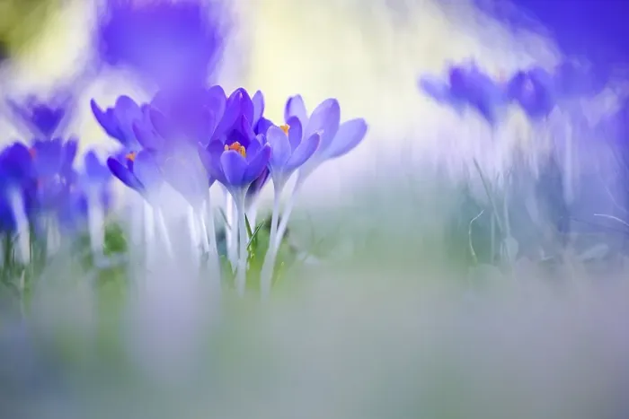 Framed Print : Early Crocus, Crocus tomassinianus Framed Print : Early Crocus, Crocus tomassinianus