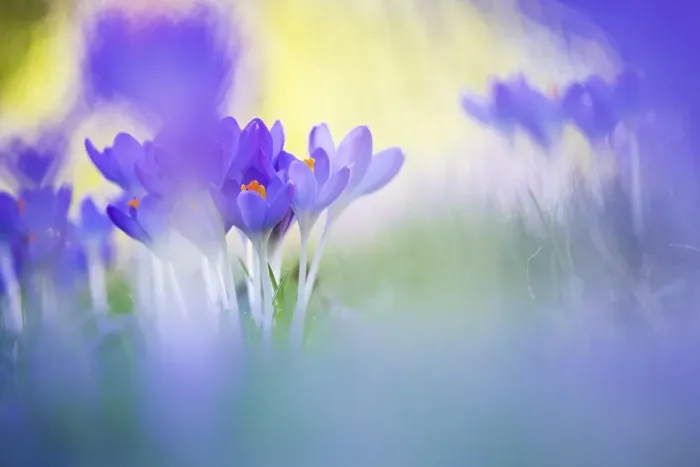 Framed Print : Early Crocus, Crocus tomassinianus