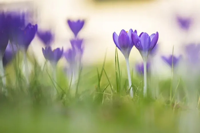 Framed Print : Early Crocus, Crocus tomassinianus