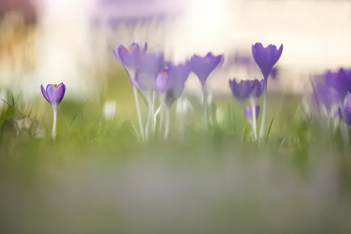 Framed Print : Early Crocus, Crocus tomassinianus