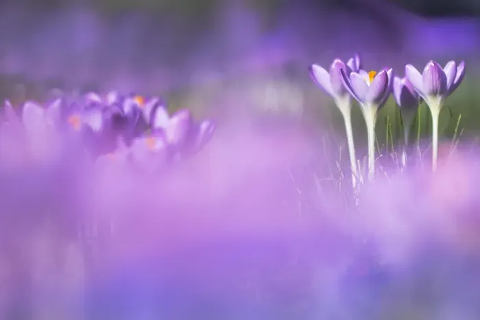 Framed Print : Early Crocus, Crocus tomassinianus