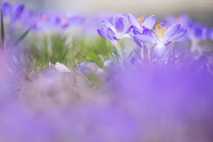 Framed Print : Early Crocus, Crocus tomassinianus