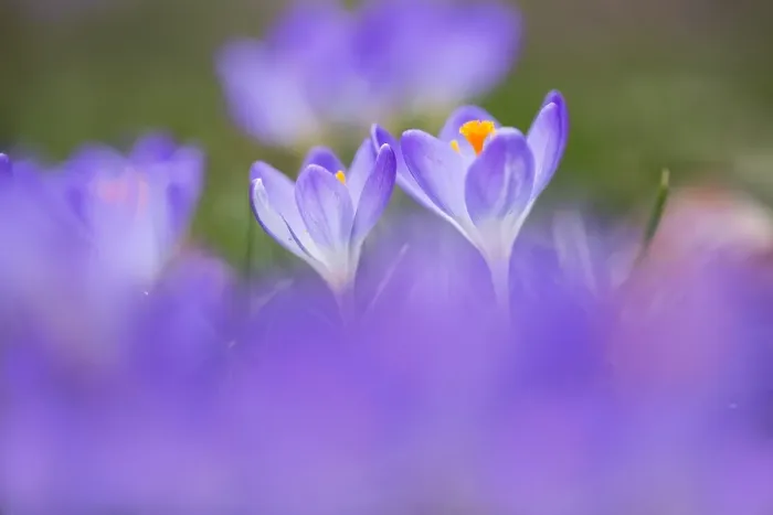Framed Print : Early Crocus, Crocus tomassinianus