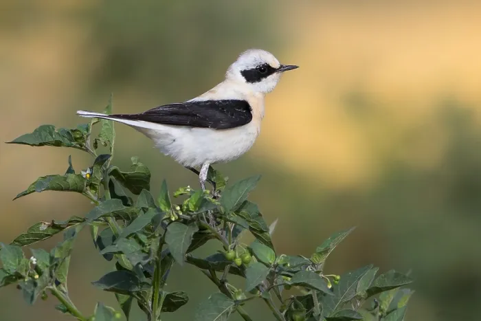Framed Print : Eastern Black-eared Wheatear