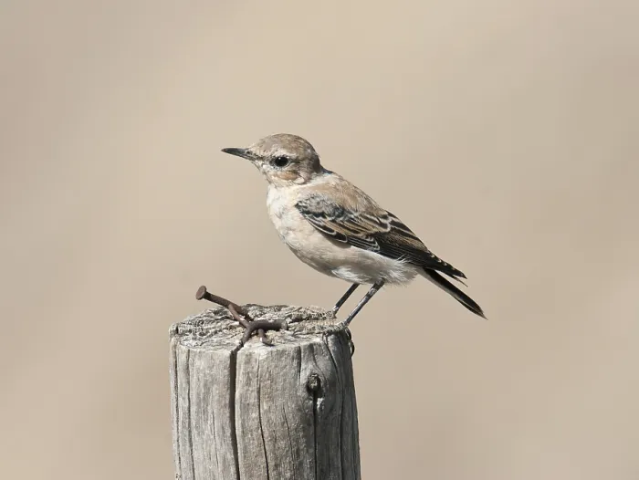 Framed Print : Eastern Black-eared Wheatear, Oenanthe melanoleuca Framed Print : Eastern Black-eared Wheatear, Oenanthe melanoleuca