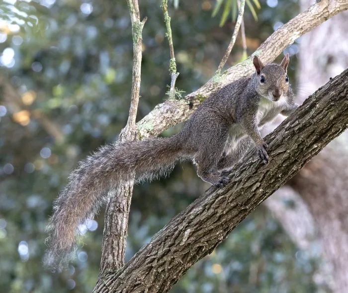 Framed Print : Eastern gray squirrel, Sciurus carolinensis