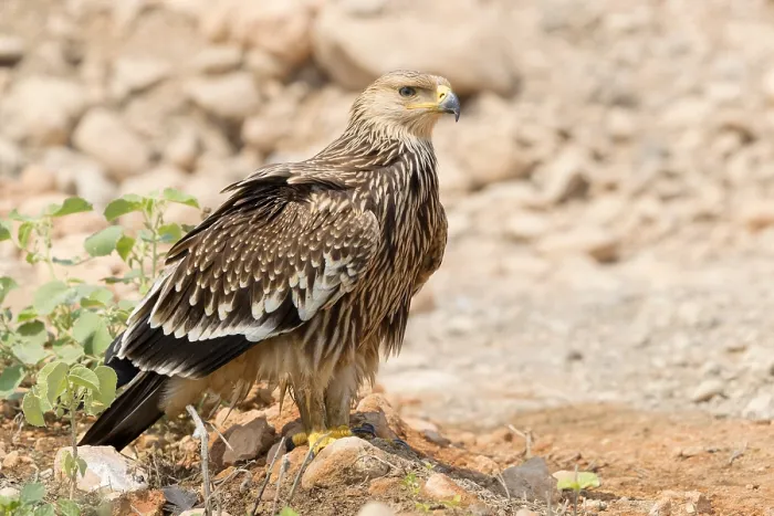 Framed Print : Eastern Imperial Eagle