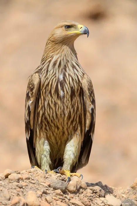 Framed Print : Eastern Imperial Eagle