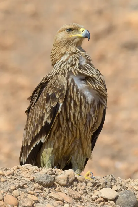 Framed Print : Eastern Imperial Eagle