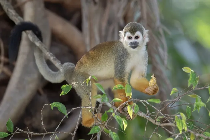 Framed Print : Ecuadorian Squirrel Monkey