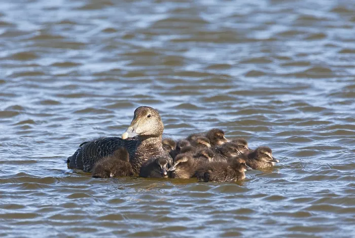 Framed Print : Eider, Common Eider