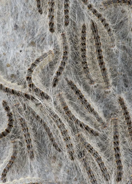 Framed Print : Eikenprocessierups, Oak Processionary, Thaumetopoea processionea
