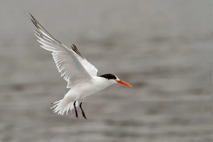Framed Print : Elegant Tern