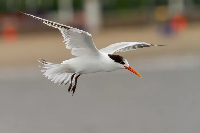 Framed Print : Elegant Tern