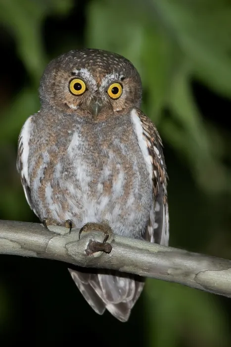 Framed Print : Elf Owl (Micrathene whitneyi) in North-America