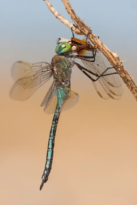 Framed Print : Emperor. Anax imperator - Emperor - Große Königslibelle, France, imago-