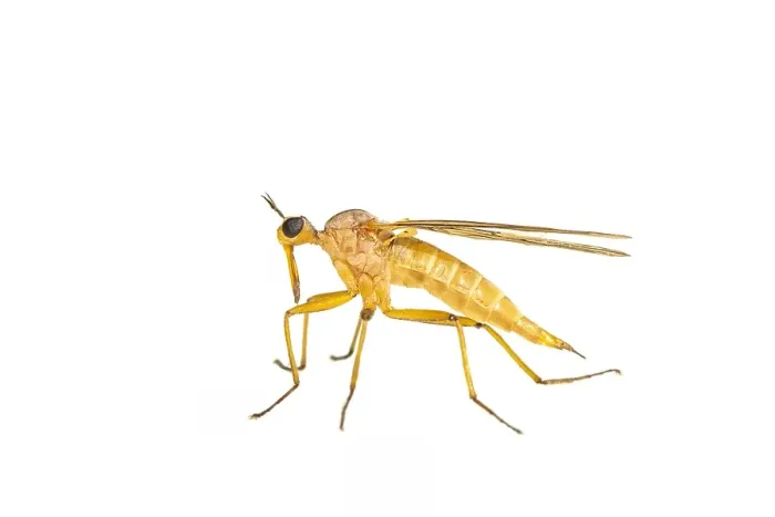 Framed Print : Empis digramma