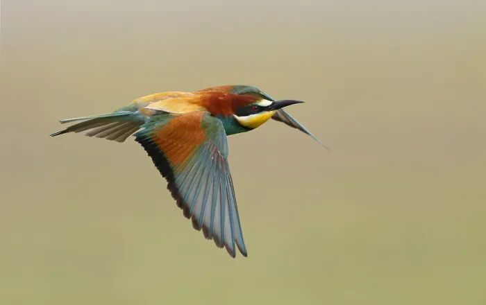 Framed Print : Euopean Bee-eater, Merops apiaster