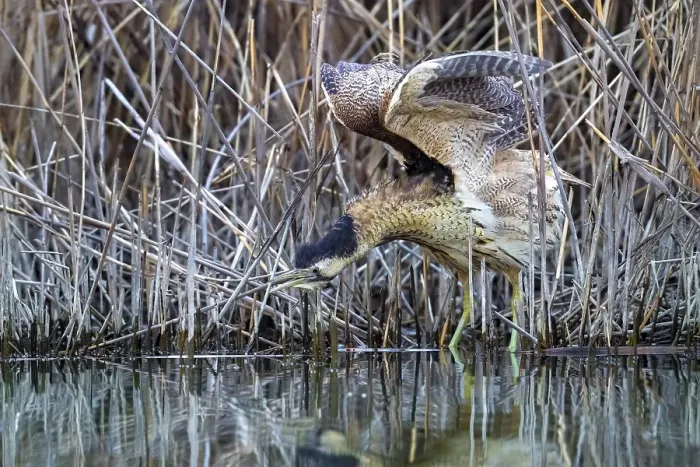 Framed Print : Eurasian Bittern, Botaurus stellaris