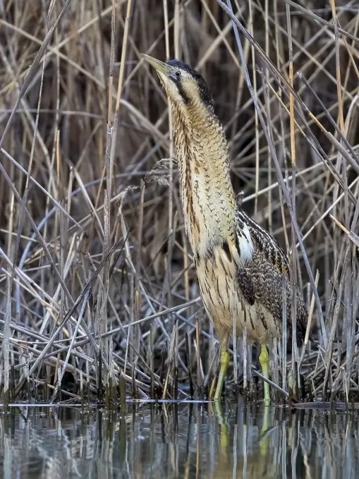 Framed Print : Eurasian Bittern, Botaurus stellaris
