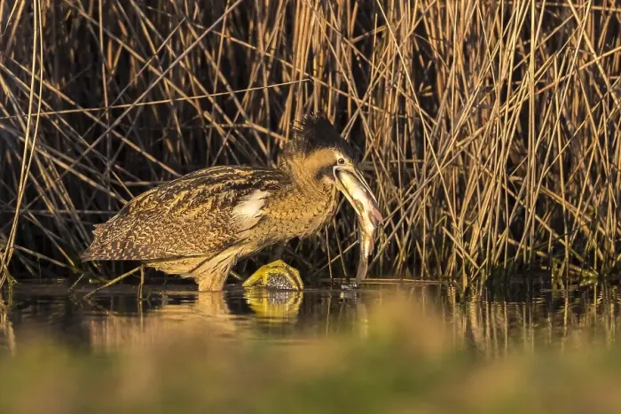 Framed Print : Eurasian Bittern, Botaurus stellaris