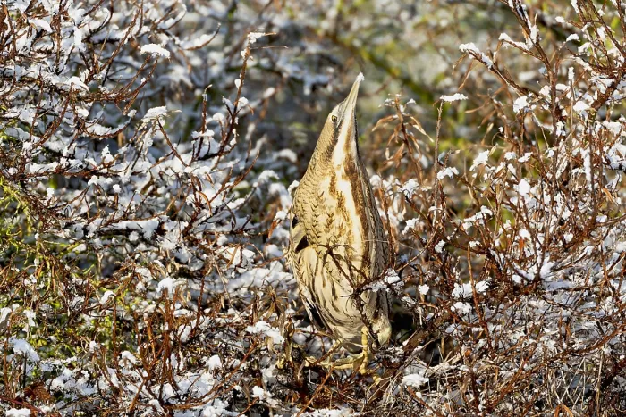 Framed Print : Eurasian Bittern, Botaurus stellaris