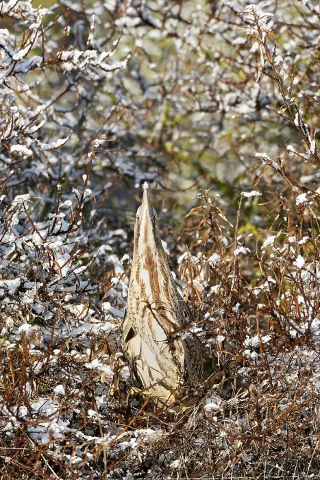 Framed Print : Eurasian Bittern, Botaurus stellaris Framed Print : Eurasian Bittern, Botaurus stellaris