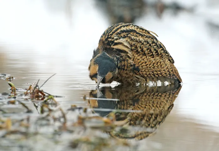 Framed Print : Eurasian Bittern, Botaurus stellaris