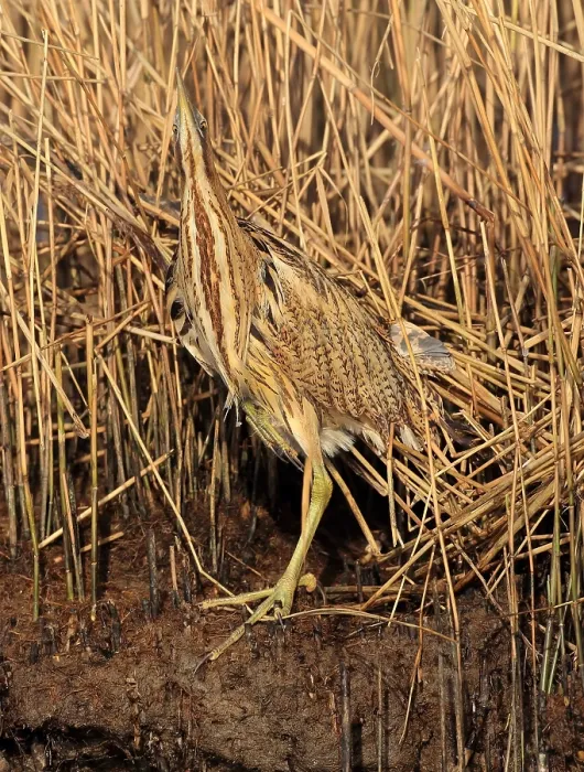 Framed Print : Eurasian Bittern, Botaurus stellaris