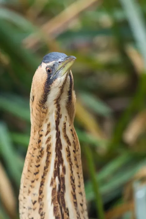 Framed Print : Eurasian Bittern, Botaurus stellaris