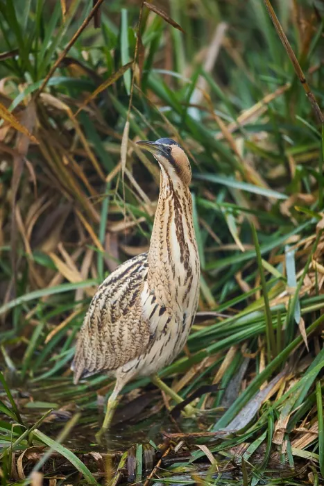 Framed Print : Eurasian Bittern, Botaurus stellaris