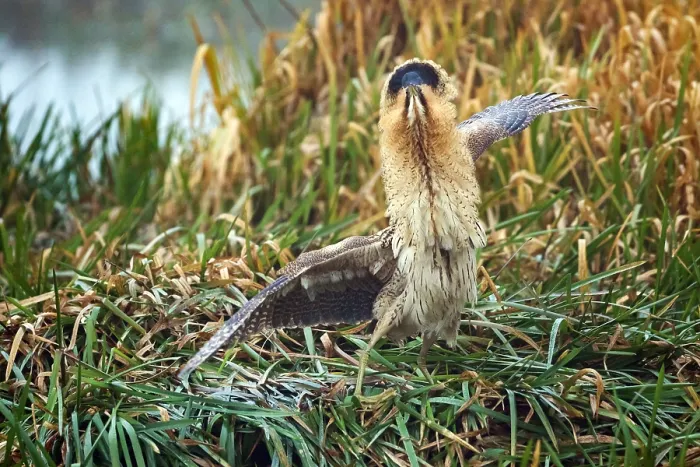 Framed Print : Eurasian Bittern, Botaurus stellaris Framed Print : Eurasian Bittern, Botaurus stellaris