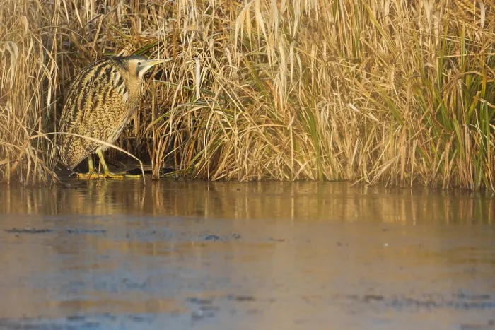 Framed Print : Eurasian Bittern, Botaurus stellaris