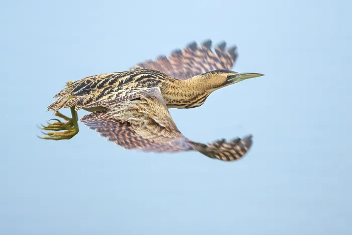 Framed Print : Eurasian Bittern, Botaurus stellaris